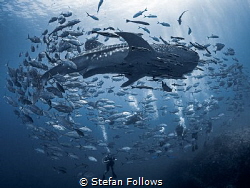 Don't Look Back

Whale Shark - Rhincodon typus

Sail ... by Stefan Follows 